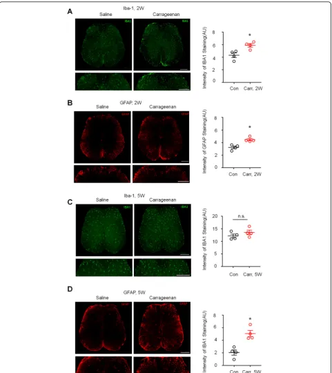 Fig. 3 Activation of spinal astrocytes but not microglia in the late-phase of prostatitis.showing carrageenan-induced Iba-1 expression in the spinal cord dorsal horn 2 weeks after injection compared with the saline-treated group.Scales, 200group and the sa