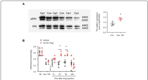 Fig. 5 Prostatitis induced ERK activation in spinal cord dorsal horn and contributed to mechanical allodynia