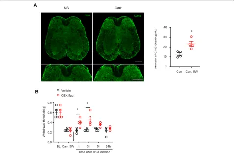 Fig. 6 Prostatitis induced Connexin43 expression in spinal cord dorsal horn and contributed to mechanical allodynia.CBX (5Studentintensity of Cx43 immunostaining in the carrageenan-treated group and the saline-treated group
