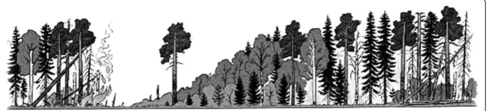 Fig. 1 An illustration of classical directional forest succession of the boreal forest after stand-replacing fire