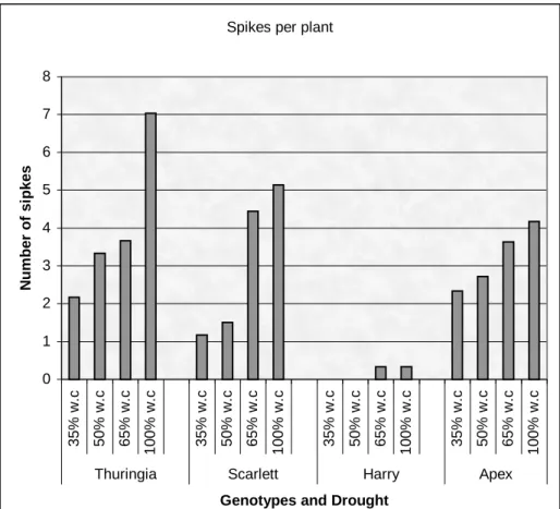 Figure 1: Effect of drought on the number of spikes per plant of Thuringia, Scarlett, Harry,  and Apex genotypes