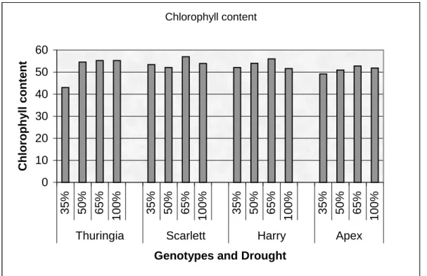 Figure 3: Chlorophyll content of Thuringia, Scarlett, Harry, and Apex genotypes for drought  experiment