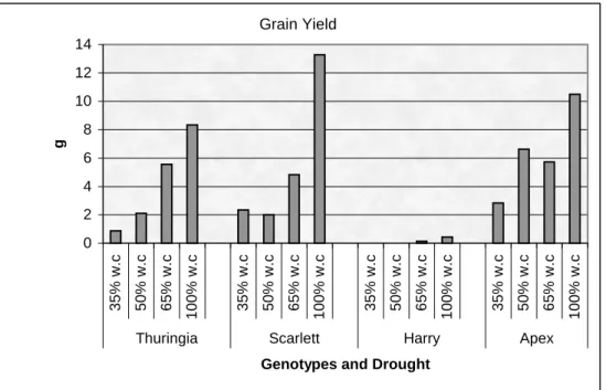 Figure 4: Yield of Thuringia, Scarlett, Harry, and Apex genotypes for drought experiment