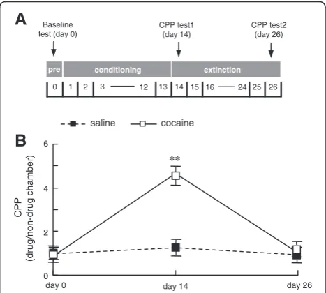 Figure 1 CPP paradigm in this study. (A) Timeline of CPPprocedure. (B) Acquisition and extinction of cocaine-induced CPP.CPP score is the time spent in the drug-paired chamber versus innon-drug-paired chamber