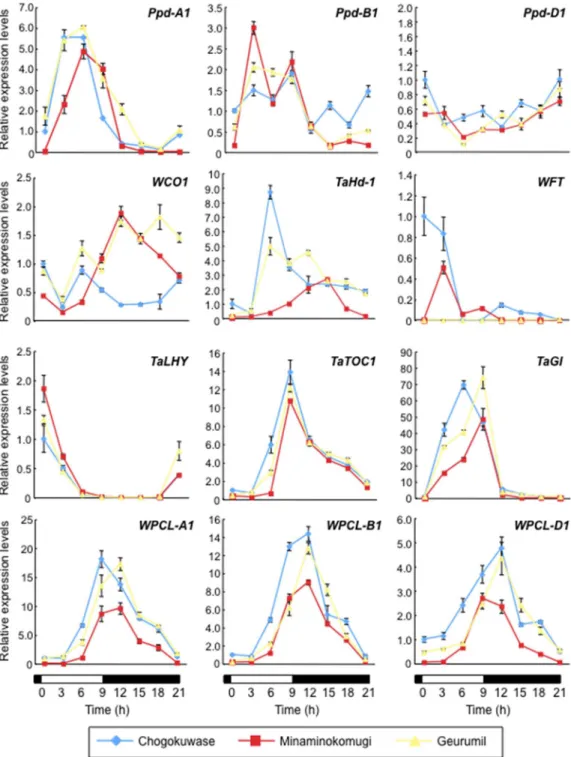 Fig 3. Gene expression patterns of circadian clock and clock-output genes under SD conditions in
