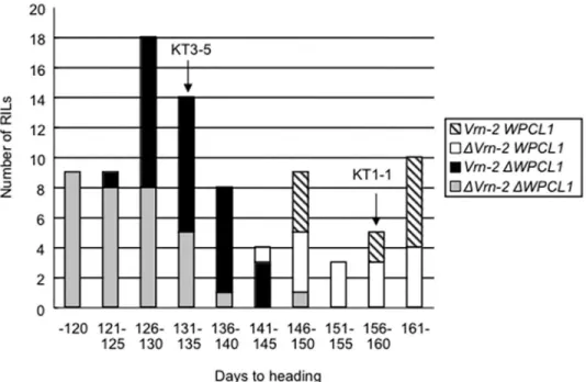Fig 8. Relationship between days to heading and genotypes of the WPCL1 and Vrn-2 loci in the recombinant inbred lines of einkorn wheat