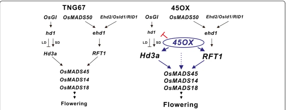 Figure 5 A model of the early flowering signal pathway in 45OX transgenic rice. The ectopic expression of OsMADS45 activates theupstream genes Hd3a and RFT1 at early developmental stages and upregulates the expression of OsMADS14 and OsMADS18 either via th