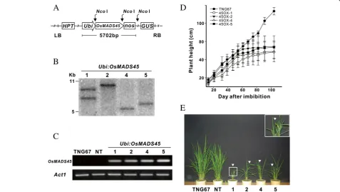 Figure 1 The transformation vector and the molecular and phenotype analysis of theanalysis ofActin expression was assessed as an internal control.of 12-16 plants for each line were measured, and the error bars indicate the SE of the mean at each time point