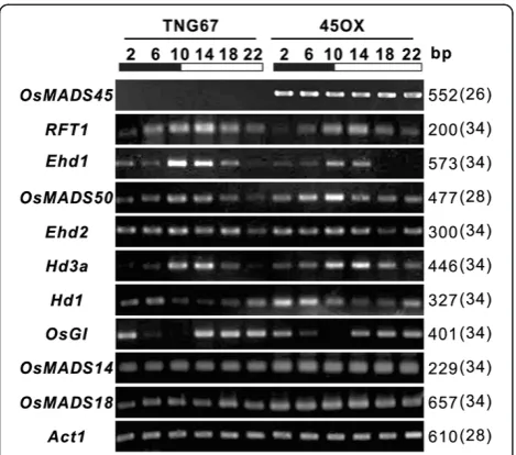 Figure 2 The diurnal expression patterns of the floralregulatory genes of the Ehd2-OsMADS50-Ehd1-RFT1 and OsGI-Hd1-Hd3a flowering pathways