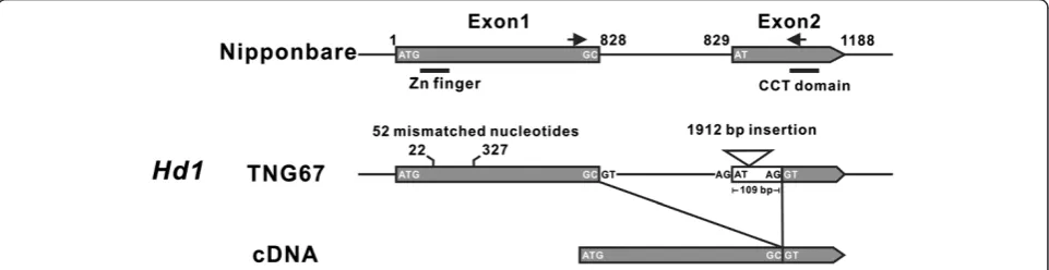 Figure 4 A schematic diagram showing the sequence variations and cDNA of Hd1 of TNG67 rice compare with Nipponbare plants
