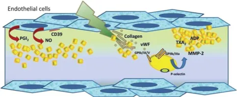 Fig. 1A simpliﬁed overview of platelet plug formation. Platelets arediphosphate (ADP) and matrix metalloproteinase-2 (MMP-2)