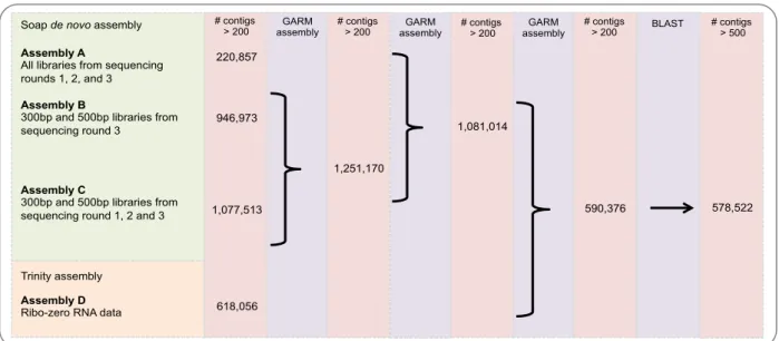 Figure	 3.1:	 De	 novo	 assembly	 strategy	 used	 to	 obtain	 Pinotage	 draft	 genome.	 Different	 assemblies	 (performed	 with	 SOAPdenovo	 and	 Trinity	 for	 DNA	 and	 RNA,	 respectively)	 were	 merged	with	GARM.	At	each	step,	the	number	of	contigs	retai