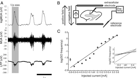 Fig. 2 Sample recording traces, stimulation configuration and SO frequency behavior across injected DC currents