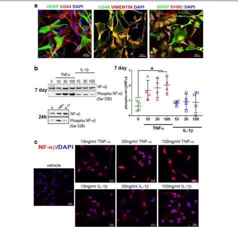 Fig. 1 Differentiated astrocytes from human stem cells respond to cytokines.dose-dependent increase in NF-comparisons test