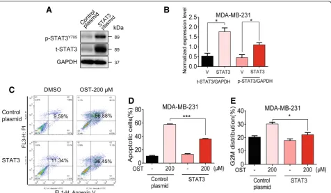 Fig. 5 STAT3 overexpression rescued osthole-mediated cytotoxic effects in MDA-MB-231 cells.vector control transfected cells were exposed to 200were determined by flow cytometric analysis [* a Representative western blot showing levels ofSTAT3 and P-STAT3 i