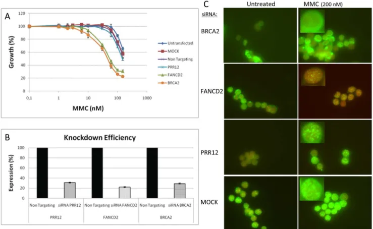 Figure 2. Validation of FA candidate PRR12. MMC growth inhibition assays and RAD51 foci in HeLa cells after siRNA knockdown with specific siRNAs for BRCA2, FANCD2, and PRR12 or with negative control siRNAs