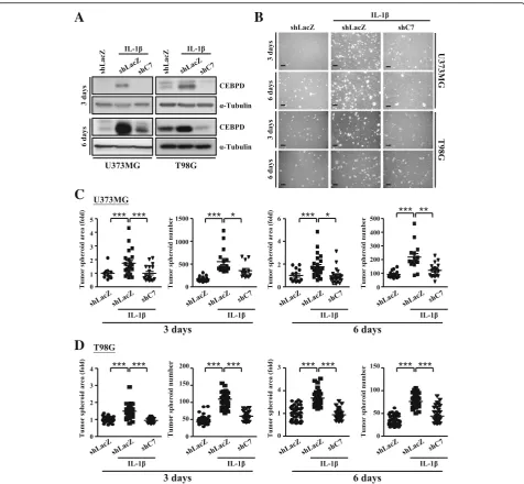 Fig. 2 CEBPD contributes to self-renewal in U373MG and T98G spheroid cells under IL-1shstably expressing shLacZ or shC7 treated with or without 5 ng/mL IL-1area and number inindependent experiments, and the data shown here were from one representative assa