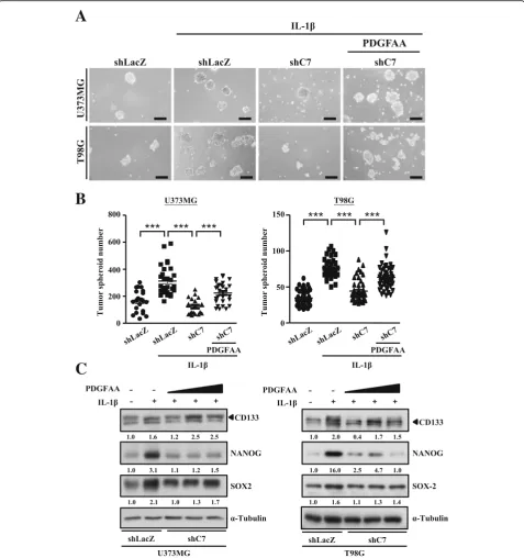 Fig. 5 PDGFAA rescues the glioma stem-like cell feature in U373MG and T98G cells lacking CEBPD under IL-1(Total data were obtained from three independent experiments, and the data shown here were from one representative assay