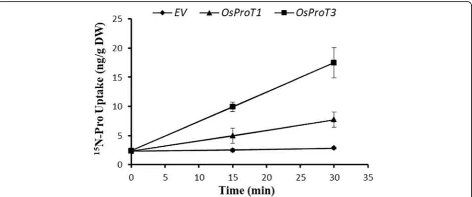Fig. 5 OsProT1 and OsProT3 are low affinity Pro transporters. a and b, OsProT1 (a) or OsProT3 (b) expressed yeast strain 22△10α was cultivatedwith different concentrations of 15N-labeled Pro for 10 min and the 15N content was subsequently determined after 