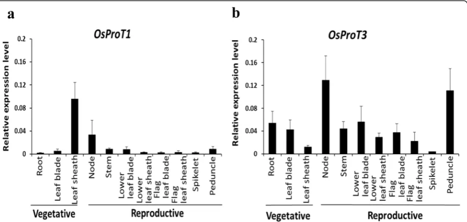 Fig. 6 Expression levels of OsProT1 and OsProT3 in different organs at vegetative and reproductive stages