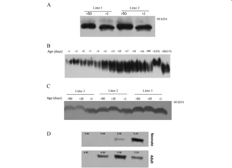 Figure 2 Electrophoretic features of plasma antithrombin in neonate and adult mice during post-natal development.contained 3isoelectrofocusing and electroelution of plasma antithrombin from neonate and adult mice [Isoelectric point (pI) values are indicate