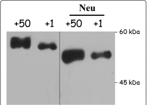 Figure 3 Glycosylation of antithrombin from neonate (day +1)and adult (day +50) mice. The image, representative of twodifferent experiments, shows the electrophoretic pattern of plasmaantithrombin treated or not with neuraminidase (Neu).