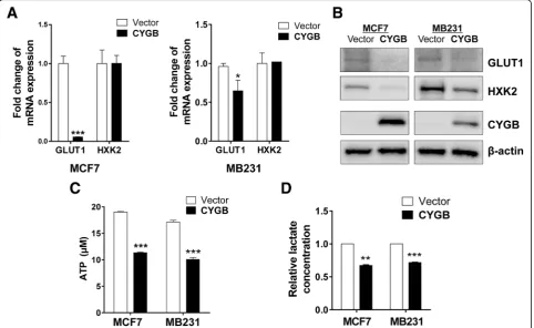 Fig. 6 Reduced glucose metabolism in CYGB-transfected cells. a mRNA expression was detected by qRT-PCR