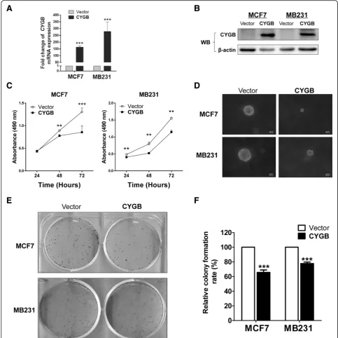 Fig. 2 Ectopic CYGB inhibited breast cancer cell proliferation. a Validation of CYGB mRNA overexpression by qRT-PCR