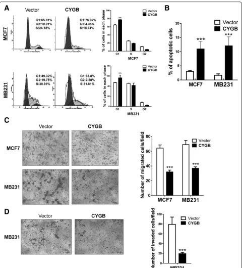 Fig. 3 CYGB induced cell cycle arrest, apoptosis, and decreased motility in MCF7 and MB231 cells