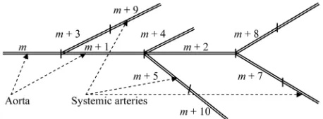 Figure 1. A possible numeration of the segments beginning with the left ventricle. 