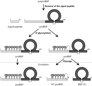 Figure 1. Scheme of proBNP processing. After proBNP is formed, O-glycosylation occurs glycosylated at T71 can be processed to BNP-32 and NT-proBNP