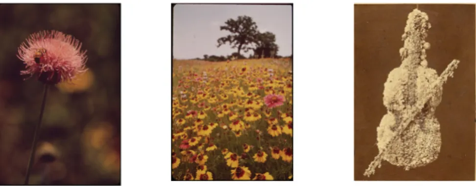 Figure 3.4: Images annotated by the tag ”flower”, but with low visual similarity.