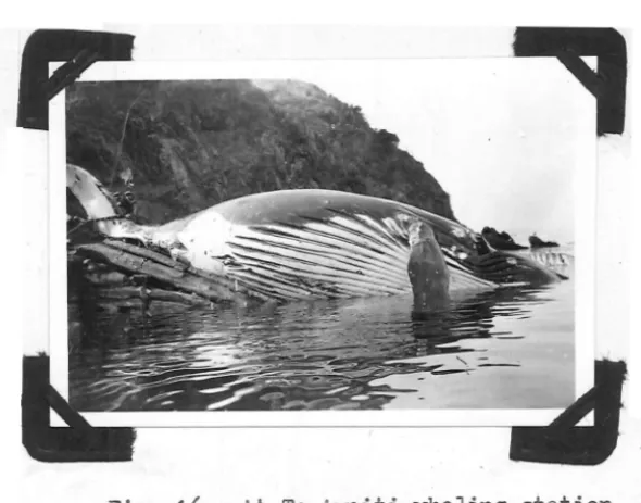 Fig. 14: A whale blowing. 
