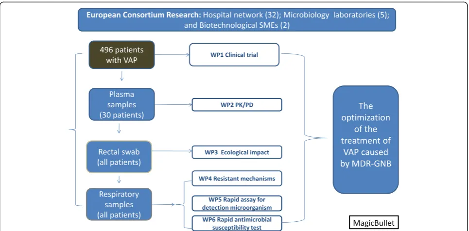 Figure 1 Workflow of the general project. SME. Small medium enterprise, VAP; Ventilator associated Pneumonia, WP; work package, pK/pD:pharmacokinetic/pharmacodinamic, MDR-GNB: multidrug resistant gram-negative bacteria.