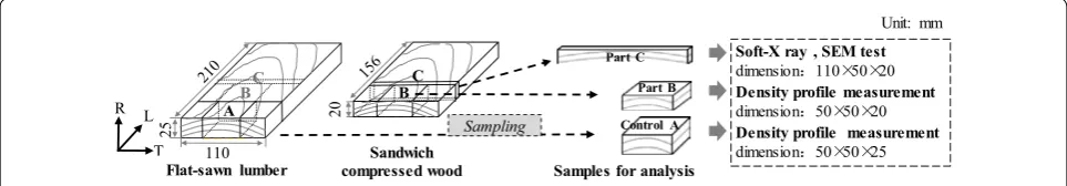 Fig. 1 Scheme of the preparation of samples for soft X-ray scanning, SEM, and density profile measurements