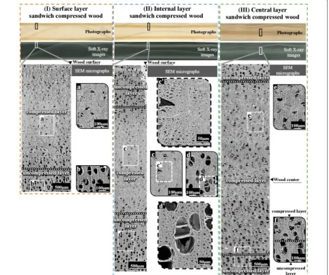 Fig. 4 Soft X-ray images and SEM micrographs of transverse section of sandwich compressed wood