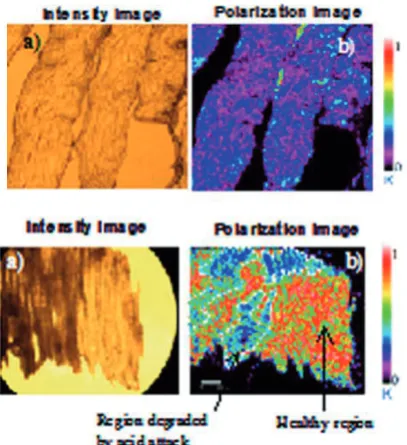 Fig. 10.  Intensity (a) and polarization (b) image of a pig tendon sample degraded by chemical attack (5mm X 3mm, resolution : 20μm)  