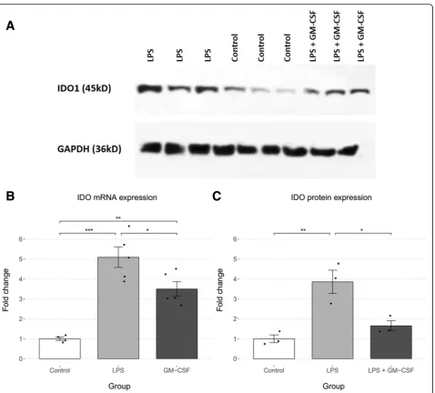 Fig. 2 Comparison of IDO mRNA and protein expression between study groups. The LPS + GM-CSF group were pretreated with GM-CSF (30 μgkg, i.p.) 30 min prior to LPS injection (0.83 mg/kg, i.p.)