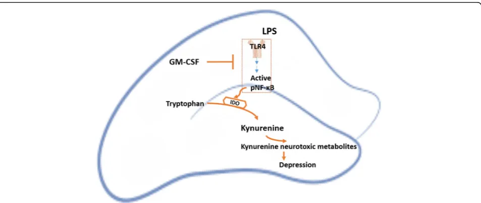Fig. 4 Schematic representation of the mechanism underlying the antidepressant effects of GM-CSF