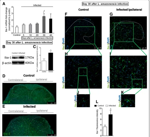 Fig. 4 Detection of spinal cord Iba-1 induced by i.pl. L. amazonensis infection. Iba-1 mRNA expression was determined in control non-infectedand infected mice after the infection (5–40 days) by RT-qPCR (a)