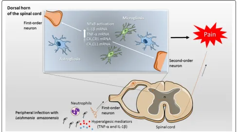 Fig. 10 Schematic proposition of the mechanisms involved inThese pathological modifications in spinal cord sites in response to L