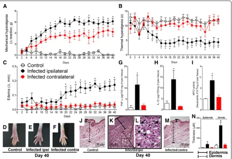 Fig. 1 L. amazonensisquantification of epidermal and dermal thickening is presented as histopathological score inslides per mice/four mice per group)