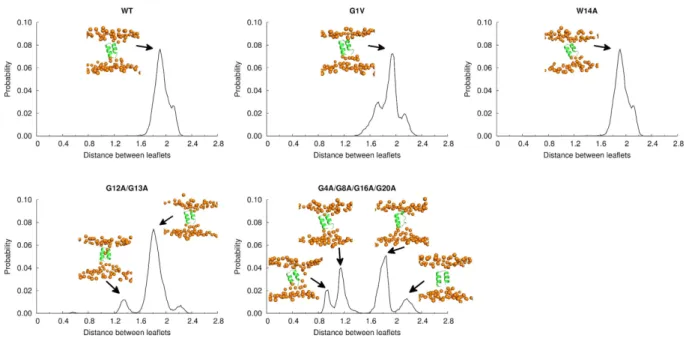 Figure 8.  Distribution of the minimum distance between bilayer leaflets computed from the BE- BE-META simulations in a DMPC membrane