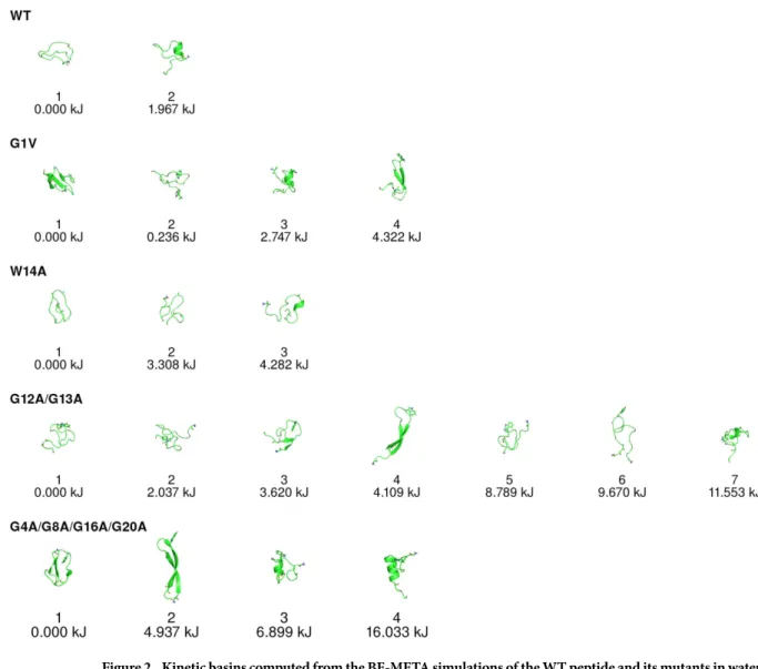 Figure 2.  Kinetic basins computed from the BE-META simulations of the WT peptide and its mutants in water
