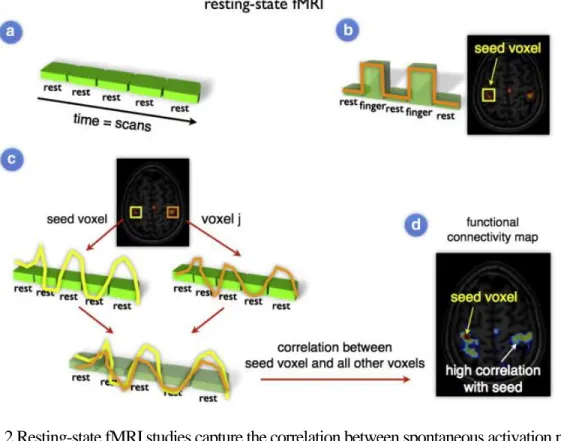 Figure 1.2 Resting-state fMRI studies capture the correlation between spontaneous activation patterns  of brain regions