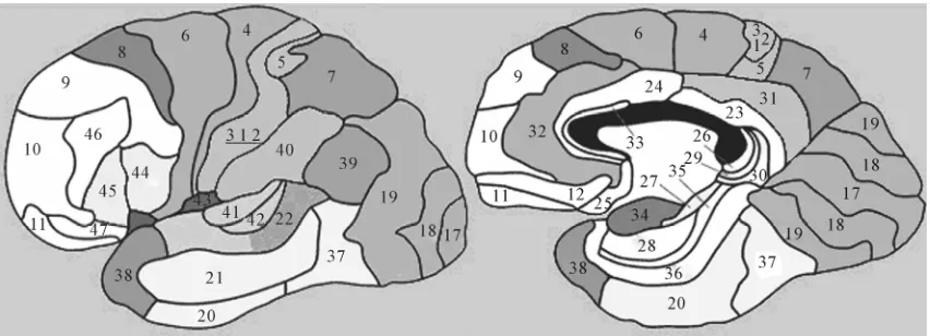 Figure 2. Map illustrating the Brodmann’s areas (BA). 
