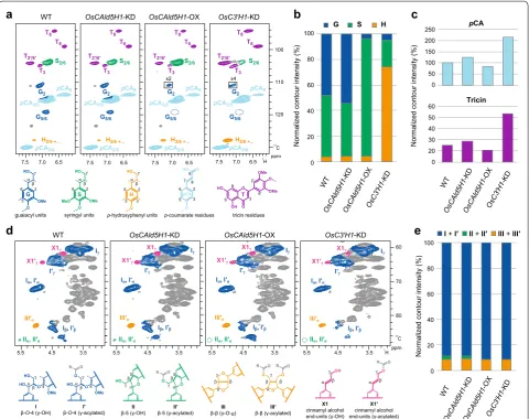 Fig. 1 NMR characterization of transgenic rice cell walls. a–c Aromatic sub-regions of short-range 1H–13C correlation (HSQC) NMR spectra of lignin-enriched cell walls (a), and normalized contour intensities of the G-, S- and H-lignin units (b) and p-coumar