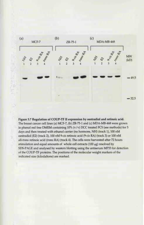 Figure 3.7 Regulation of COUP-TFII expression by oestradiol and retinoic acid.