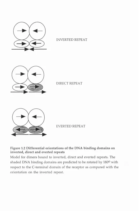 Figure 1.2 Differential orientations of the DNA binding domains on 