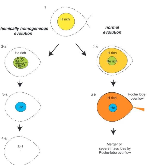 Figure 1.2 Comparing the “normal evolution” for a massive star (as also shown in Figure 1.1) against chemically homogeneous evolution where rapid stellar rotation and tidal effects induces mixing of the helium in the core into the entire star